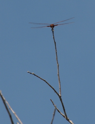 [Front view of a saddlebags sitting atop a leafless branch. The patch of red is noticeable on the lower set of wings.]